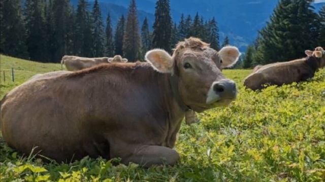 Швицкая порода крс плюсы, минусы и особенности | Швицкая корова | Молочное и мясное скотоводство смотреть онлайн