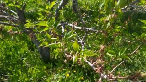 Увядание абрикоса (монилиоз)