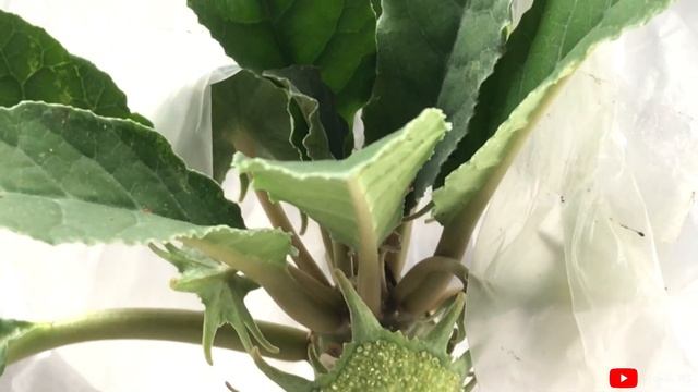 Harvesting DORSTENIA Seeds | Sept20