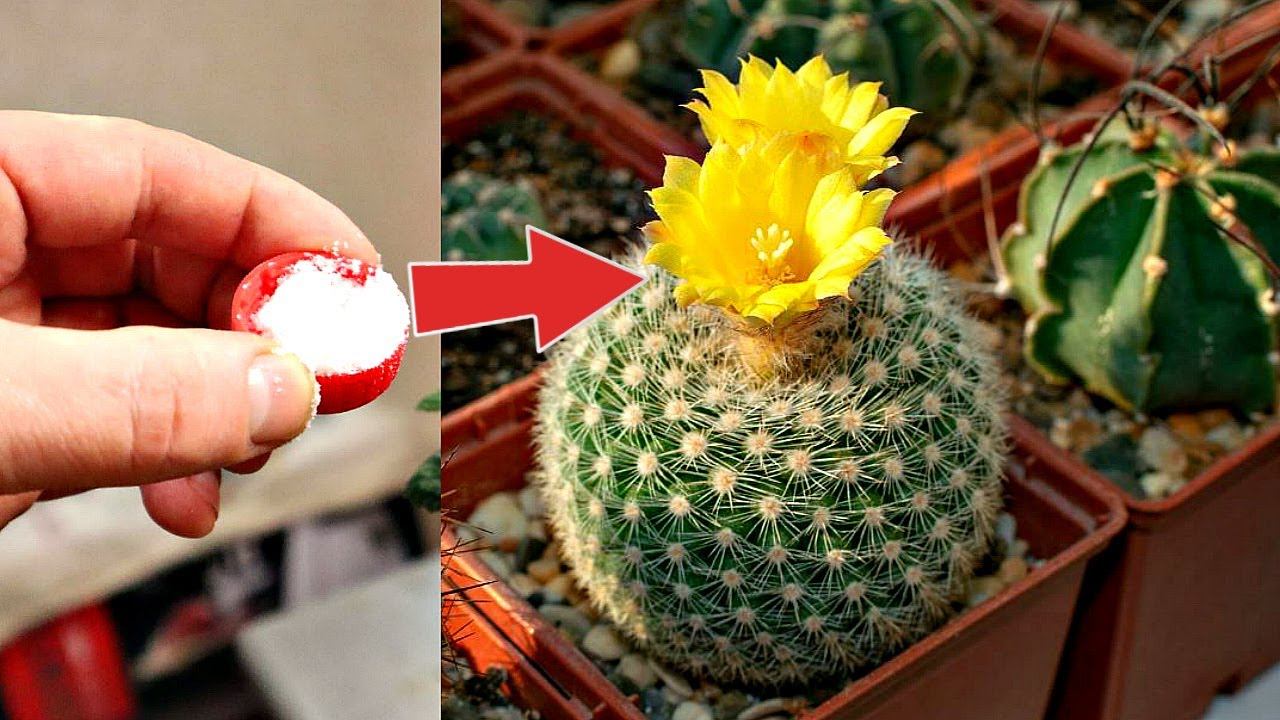 Кактус будет цвести как в оазисе после этого! Чем подкормить и что делать чтобы кактус зацвел? смотреть онлайн