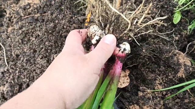 ГЛАДИОЛУСЫ Выкапываем и убираем на хранение смотреть онлайн