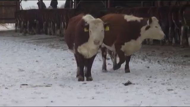 «Хлебный край», 19 декабря 2015 года смотреть онлайн
