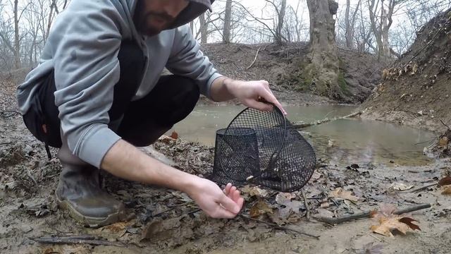 BEST Minnow Trap Bait - DOG FOOD vs BREAD (which catches more?) смотреть онлайн