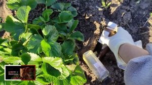 БЕЛОКРЫЛКА на КЛУБНИКЕ ??? ЭФФЕКТИВНЫЙ МЕТОД БОРЬБЫ.ЧЕМ ОПРЫСКАТЬ КЛУБНИЧКУ ВЕСНОЙ