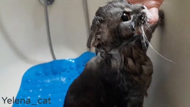 Как правильно купать кота ! смотреть онлайн