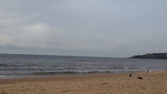 5. Три желания. Сказки провинции Гасконь ("Галльский петух рассказывает") смотреть онлайн