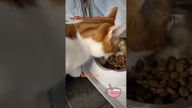 #классная миска для кота #очень удобная миска #кот ест #кошачьи аксессуары #А4 #люблюсвоегокота смотреть онлайн