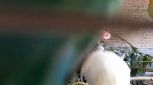 ? Учим попугая по имени Петруша говорить, видеоурок 1: "Петруша хорошая птичка"