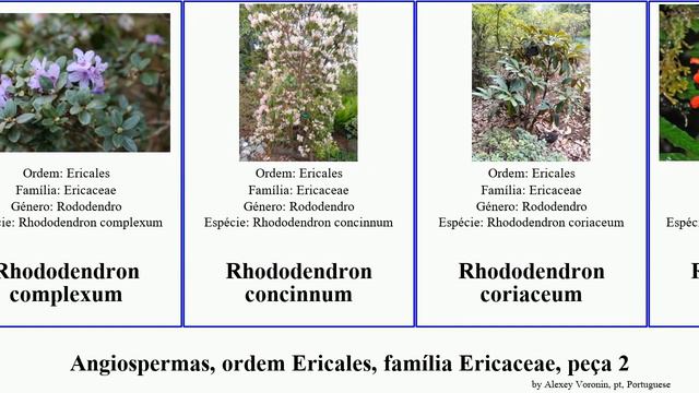 Angiospermas, ordem Ericales, família Ericaceae, peça 2 rhododendron maximum minor decorum odorata смотреть онлайн