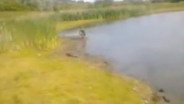 Quinn the Northern Inuit on the old Gedling Pit, Nottingham ! смотреть онлайн