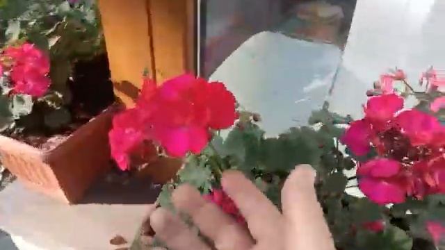 Пеларгония на подоконнике. смотреть онлайн