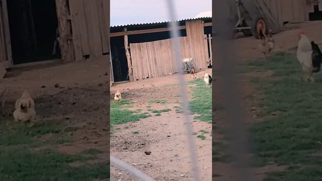 Что будет если перепить энергетиков. смотреть онлайн