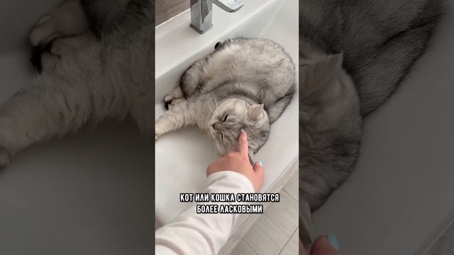 Нужно ли кастрировать кота или кошку #кот #коты #shorts смотреть онлайн