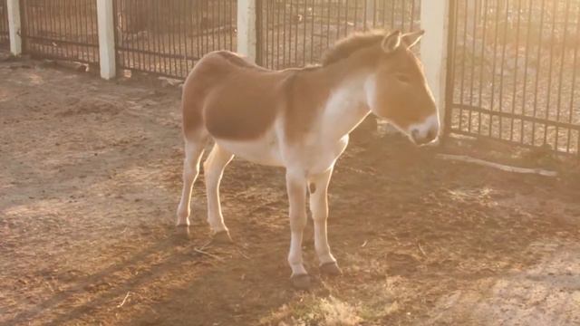 кианг, пополнение в зоопарке смотреть онлайн