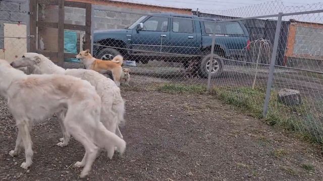 Почему собака писает на ногу хозяина?