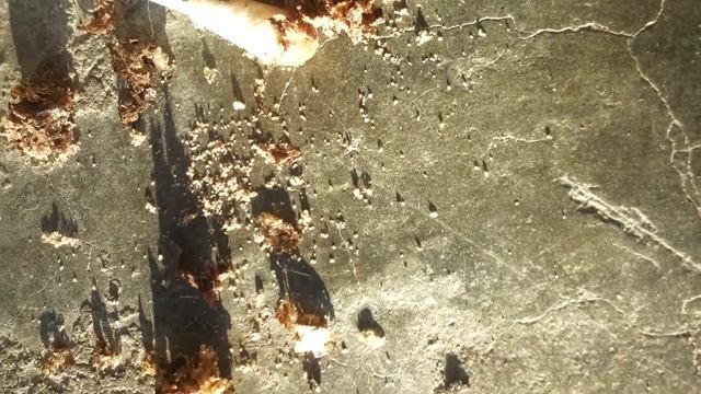 Ушной клещ смотреть онлайн