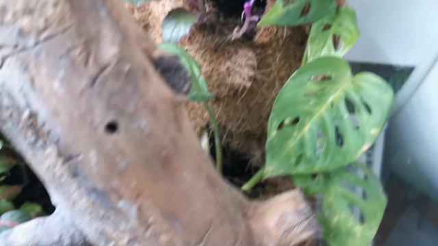 Маам, я нашла мокрицу! / Mum, I've found my roly-polies! смотреть онлайн