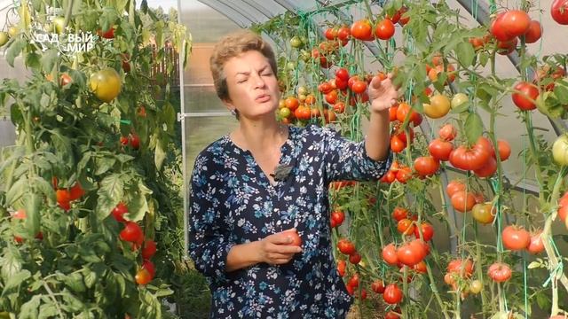 Секреты сладких помидоров смотреть онлайн