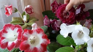 Глоксинии.Опыляю глоксинии и сеянцы.