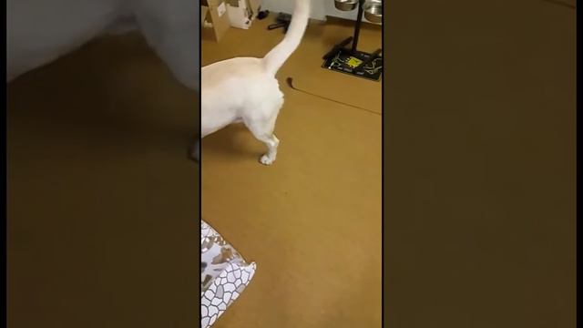 Смешной Лабрадор Шон "Котопёс" 😂. За лазером как кот смотреть онлайн
