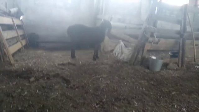 Кочкарик 4 месяца и 10 дней! смотреть онлайн