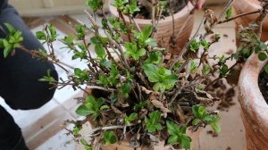 ГОРТЕНЗИЯ КРУПНОЛИСТНАЯ - весенний уход//Обрезка, удобрение, мульчирование