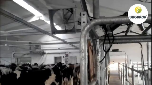 Охлаждение коров орошением и вентиляторами смотреть онлайн