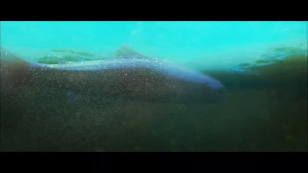 Ultimate Fishing Simulator - Xbox Trailer