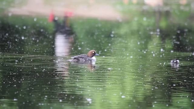 Утка гоголь с потомством смотреть онлайн