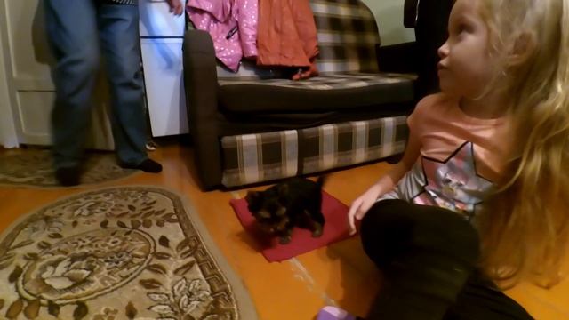 Купили СОБАКУ Арине! Первая встреча с щенком! Радость, или слезы? Купили щенка ЙОРКА. Влог смотреть онлайн