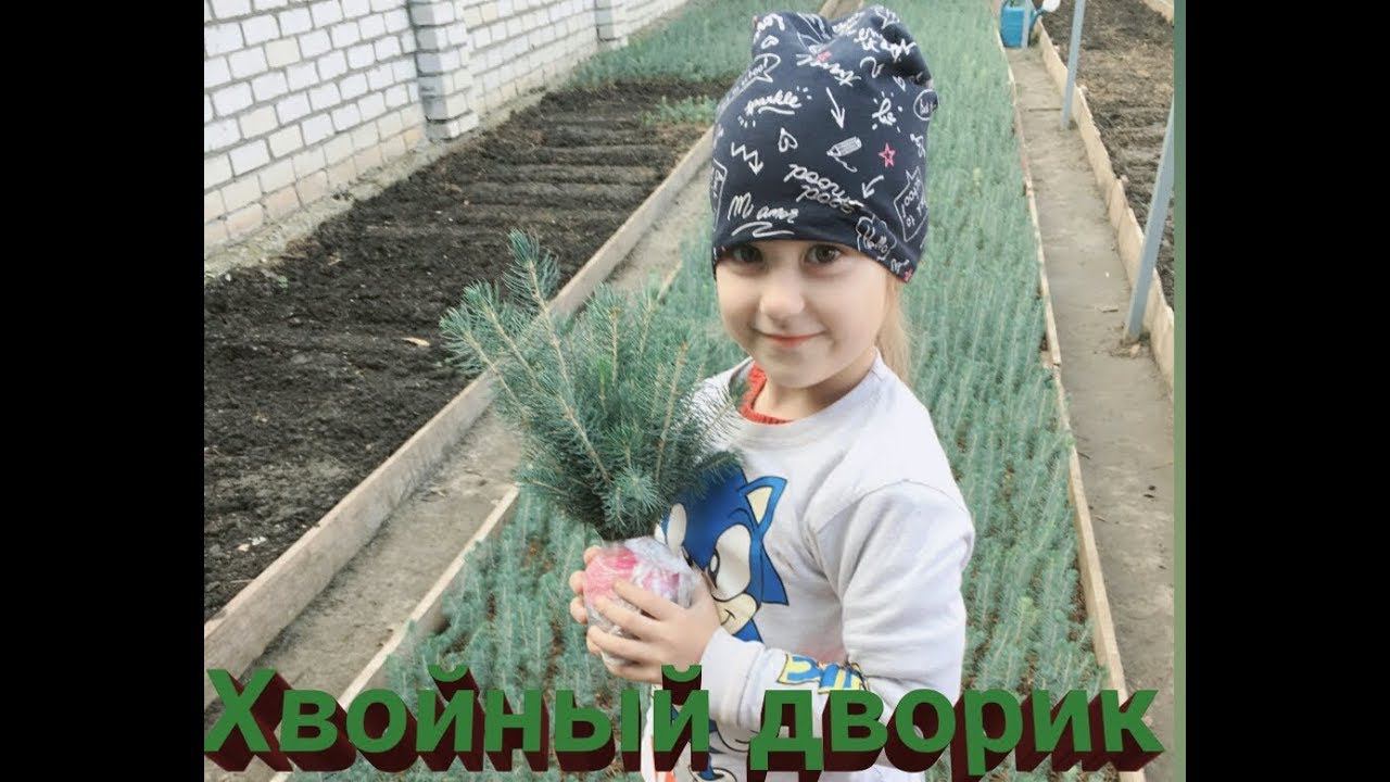 Выкопка, упаковка и отправка сеянцев ели голубой (3-х летка). Сеянцы голубой ели - осень 2019 смотреть онлайн