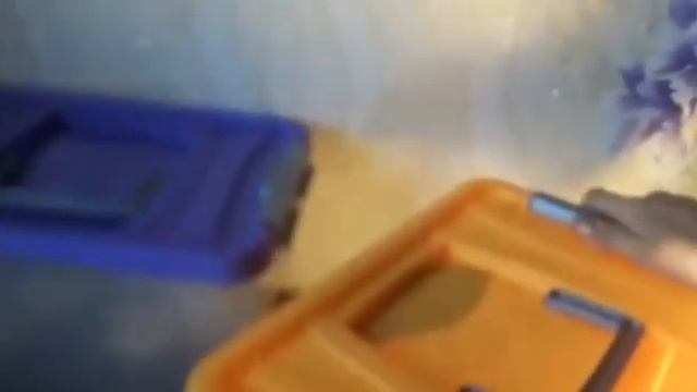 Завтрак у улиток+ реакция на друг друга смотреть онлайн