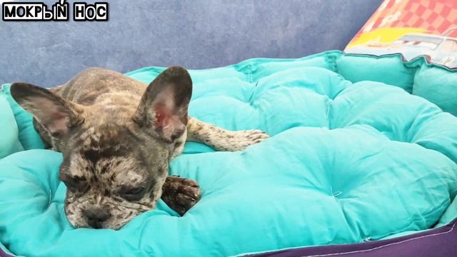 Нужен ли собаке лежак или пусть спит так? Щенок Французского бульдога Луна.