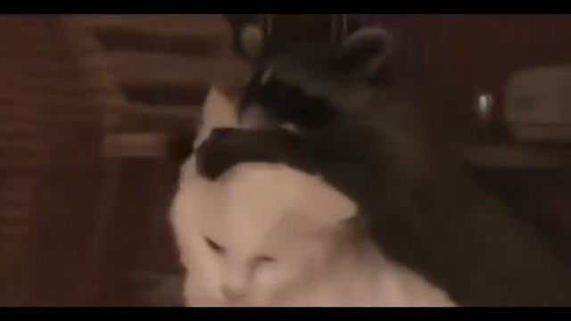 Смешные кошки. Лучшие приколы. смотреть онлайн