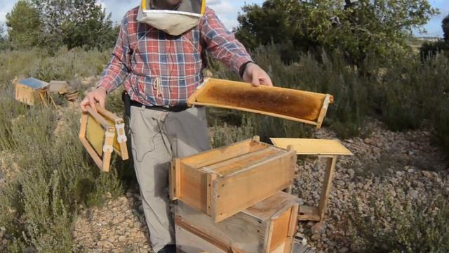 Шестирамочный улей: Матку в "Клетку" - необходимая мера | Пчеловодство в Испании смотреть онлайн