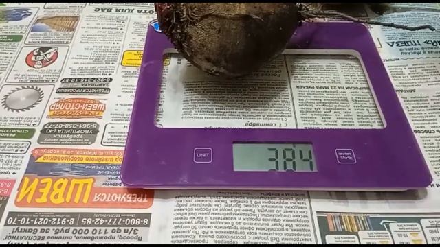 когда и как убираю свеклу смотреть онлайн