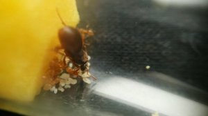 Lasius Flavus. Все о виде! // ОБЗОР вида.