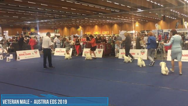 Male Veteran. West Highland White Terrier. Austria Eds 2019 смотреть онлайн