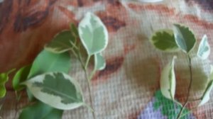 Как правильно укоренить фикус бенджамина