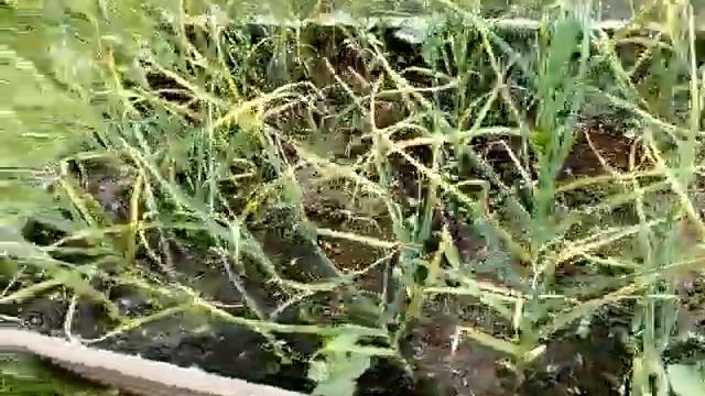 Если на чеснок напала чесночная муха, провожу экстренную обработку смотреть онлайн