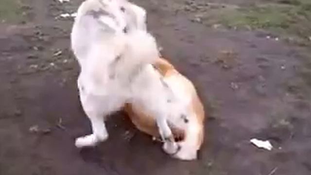 Сука алабай нападает на кобеля. Собаки породы Алабай. Домашнее видео САО Ну и сука же. смотреть онлайн
