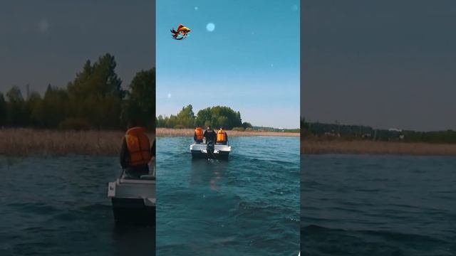 Рыбалка без сетей Кем и как были обнаружены сети в водохранилище #shorts смотреть онлайн