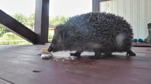 Что едят ежи? Ёж Федя.