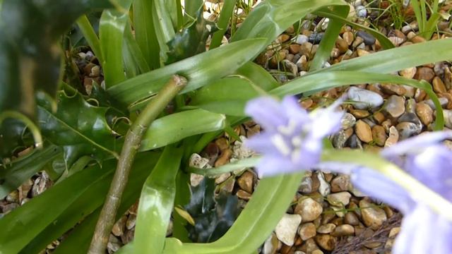 English Bluebells - Hyacinthoides non-scripta - Lotklukkulilja - Bláklukkur - Sumarblóm смотреть онлайн