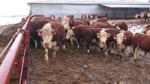 С НОВЫМ ГОДОМ ГЕРЕФОРДСКОГО БЫЧКА!!! #барановка, #дикфарм #dikfarm