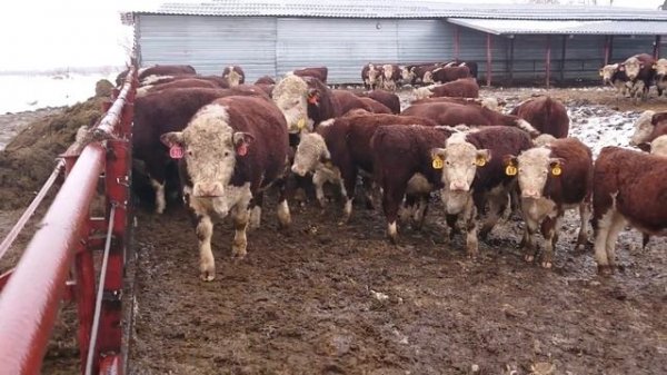 С НОВЫМ ГОДОМ ГЕРЕФОРДСКОГО БЫЧКА!!! #барановка, #дикфарм #dikfarm