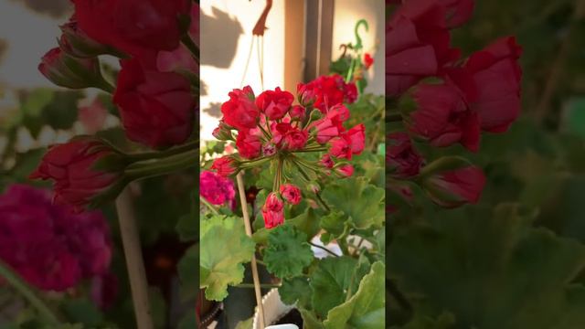 Цветение сортовых пеларгоний. смотреть онлайн
