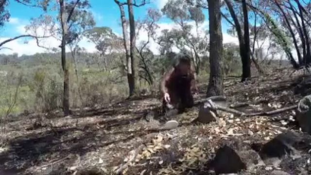 Detech EDS Gold Catcher