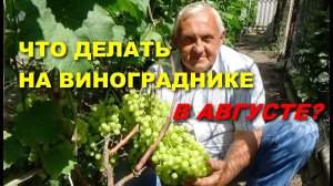 ОСНОВНЫЕ РАБОТЫ НА ВИНОГРАДНИКЕ В АВГУСТЕ