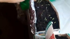 Фольга для подсветки рассады